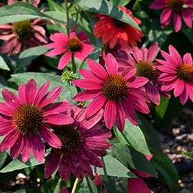 Sombrero Tres Amigos Coneflower #1 gallon pot