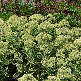 Frosted Fire Stonecrop #1 gallon pot