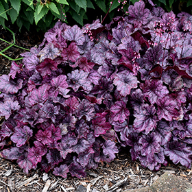 Wild Rose Coral Bells #1 gallon pot - Proven Winners