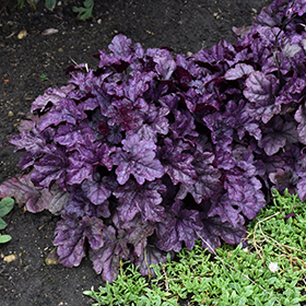 Dolce Wildberry Coral Bells #1.5 gallon pot - Proven Winners