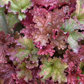 Peachberry Ice Coral Bells 4.25"/quart pot - Proven Winners