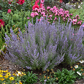 Denim 'n Lace Russian Sage #1.5 gallon pot - Proven Winners
