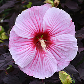 Starry Starry Night Hibiscus #2 gallon pot