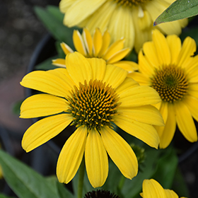 Sombrero Lemon Yellow Coneflower #1 gallon pot