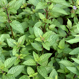 Chocolate Mint 3.25"/pint pot - Chef Jeff