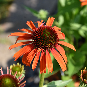 Butterfly Orange Skipper Coneflower #1 gallon pot