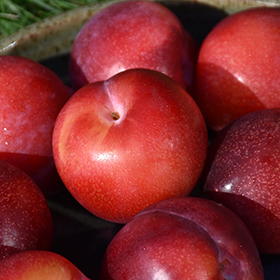 Santa Rosa Plum #7 gallon pot - Hollybrook Farms