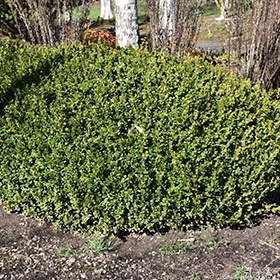 Winter Gem Boxwood #7 gallon pot