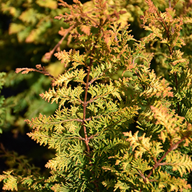 Fernspray Gold Falsecypress #1 gallon pot
