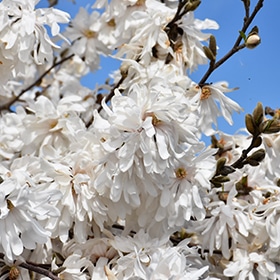 Royal Star Magnolia #7 gallon pot - 36" height
