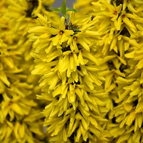 Show Off Sugar Baby Forsythia #3 gallon pot - Proven Winners