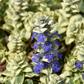 Silver Queen Bugleweed 3.25"/pint pot