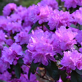 P.J.M. Elite Rhododendron #3 gallon pot