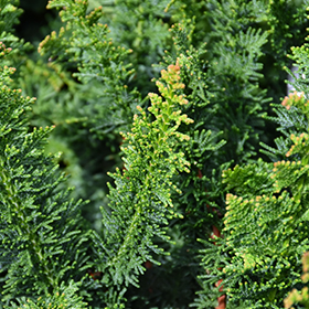 Fernleaf Hinoki Falsecypress #1 gallon pot