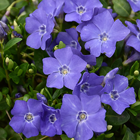Bowles Periwinkle 38-cell flat