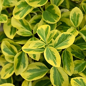 Gold Splash Wintercreeper #1.5 gallon pot - Proven Winners