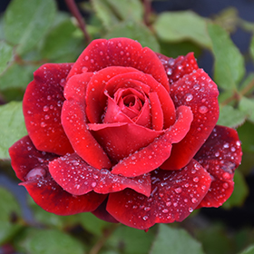 Don Juan Rose #3 gallon pot