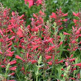 Kudos Red Hyssop #1.5 gallon pot