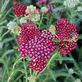New Vintage Red Yarrow 4.25"/quart pot