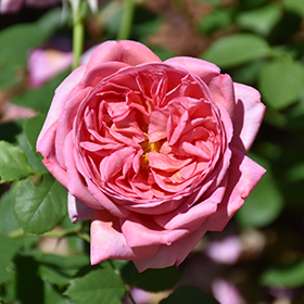 Boscobel Rose #3 gallon pot - David Austin