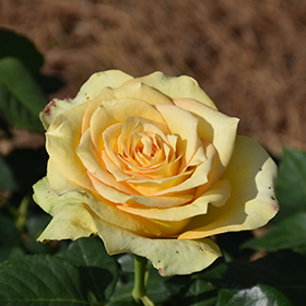 St. Patrick Rose #3 gallon pot