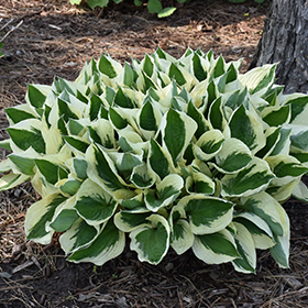 Patriot Hosta #2 gallon pot