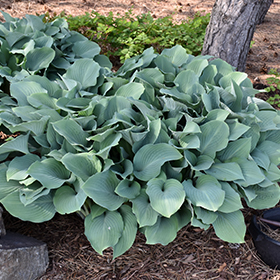 Krossa Regal Hosta #2 gallon pot
