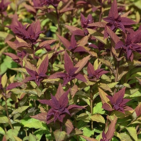 Double Play Doozie Spirea #3 gallon pot - Proven Winners