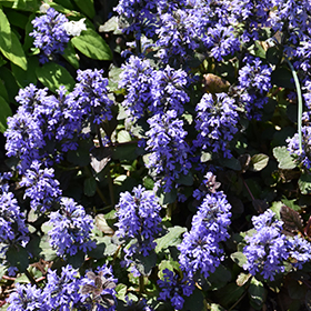 Gaiety Bugleweed 3.25"/pint pot