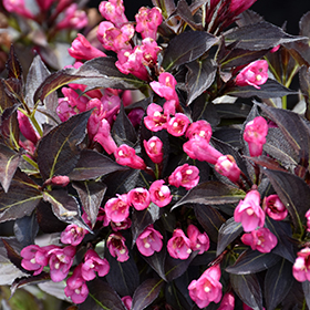 Spilled Wine Weigela #2 gallon pot - Proven Winners