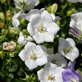 Rapido White Bellflower #1 gallon pot