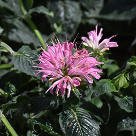 Sugar Buzz Pink Frosting Beebalm #1 gallon pot