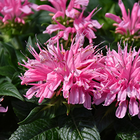 Electric Neon Pink Beebalm #1 gallon pot