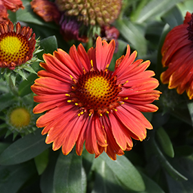 Spintop Yellow Touch Blanket Flower #2 gallon pot