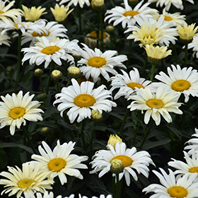 Banana Cream Shasta Daisy #1.5 gallon pot - Proven Winners