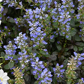 Chocolate Chip Bugleweed 38-cell flat
