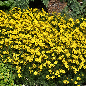 Zagreb Tickseed #1 gallon pot