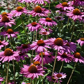 PowWow Wild Berry Coneflower 4.25"/quart pot