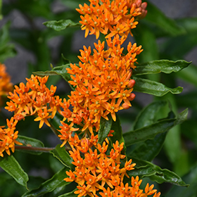 Butterfly Weed 4.25"/quart pot - Caterpillar Candy