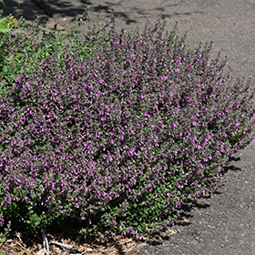 Creeping Germander #1 gallon pot