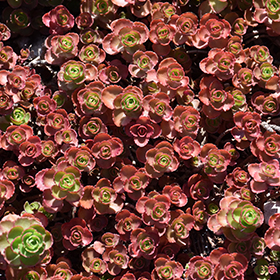 Dragon's Blood Stonecrop 50-cell flat