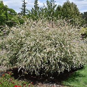Tricolor Willow #3 gallon pot