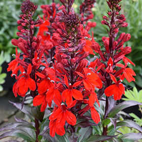 Starship Scarlet Lobelia #1 gallon pot