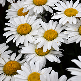 Snowcap Shasta Daisy #2 gallon pot