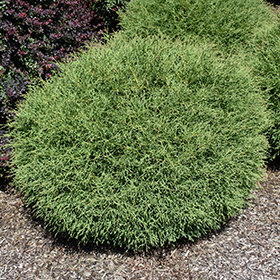 Mr. Bowling Ball Arborvitae #2 gallon pot