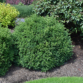 Green Velvet Boxwood #10 gallon pot