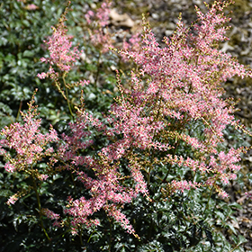 Hennie Graafland Astilbe #1 gallon pot