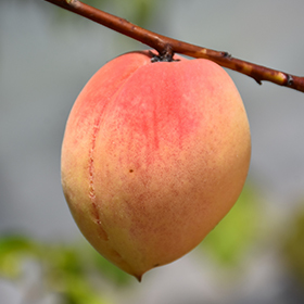 Belle Of Georgia Peach #7 gallon pot - Hollybrook Farms