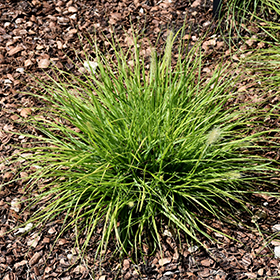 Lumen Gold Fountain Grass #1 gallon pot