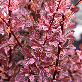 Rose Glow Japanese Barberry #3 gallon pot
